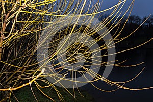 The bare branches of the willow over the river in the evening