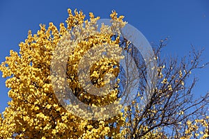Bare branches and yellow foliage of apricot tree against blue sky