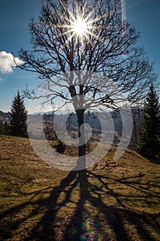 Bare branchy tree and bright sun above landscape photo