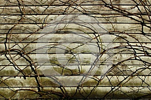 Bare brown bushes against old timber.  Rustic background.