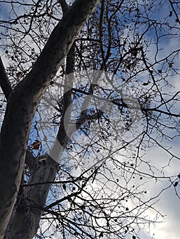 Bare brown tree branches against a cold blue sky