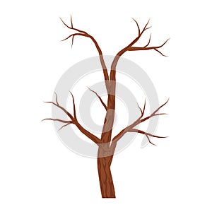 Bare brown tree without leaves isolated on white background. Autumn or winter tree.