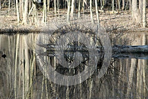 Bare bush in Pond