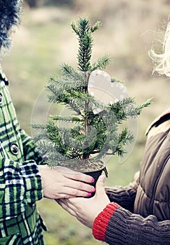 Bare Christmas tree