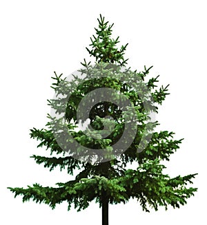 Holý vianočný stromček 