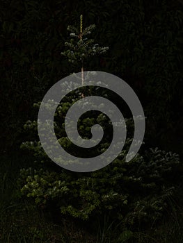 Bare Christmas tree without decoration