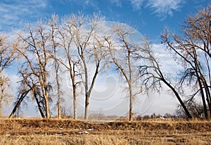 Bare Cottonwoods Leaning Towards Each Other