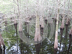 Bare cypress trees in swamp with pristine reflection