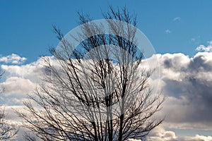 Bare and dark branches are seen against vivid clouds and deep blue skies