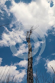 A bare dark tree against a cloudy sky. Winter natural background