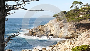 Bare dead leafless lone cypress or pine tree, 17-mile drive, Monterey California