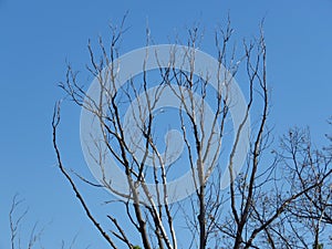 Bare dead leafless tree crown branches against blue sky. Gloomy chilly autumn weather forecast.