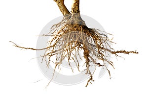 Bare dead root tree isolated