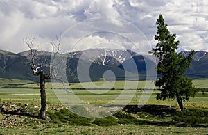 Bare dead tree and green pine on meadow