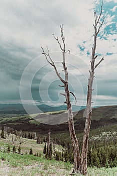 Bare, dead tree in Yellowstone National Park