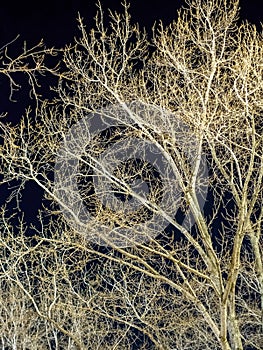 Bare deciduous tree branches lit by artificial lighting at night