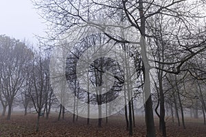 Bare deciduous trees in the autumn season in cloudy weather