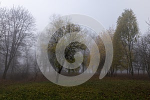 Bare deciduous trees in the autumn season in cloudy weather