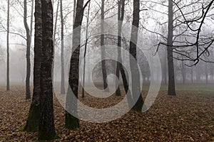 Bare deciduous trees in the autumn season in cloudy weather