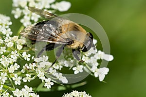 Bare-eyed Bee-mimic - Mallota bautias