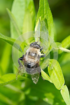 Bare-eyed Mimic - Mallota bautias