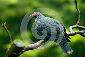 Bare-eyed Mountain-pigeon, Gymnophas albertisii, wood pigeon. forest bird in the nature habitat, green background, Papua New Guine