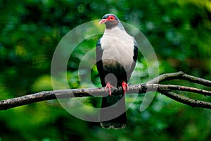 Bare-eyed Mountain-pigeon, Gymnophas albertisii, wood pigeon with green background, Papua New Guinea. Rare bird from Asia, green