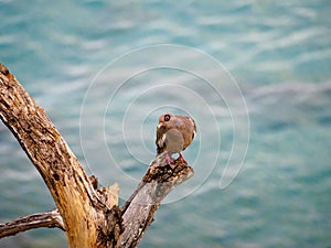 Bare-eyed pigeon, Patagioenas corensis. CuraÃ§ao, Lesser Antilles, Caribbean