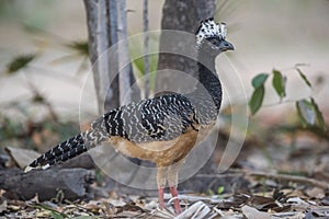 Bare faced Curassow,