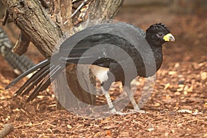 Bare-faced curassow