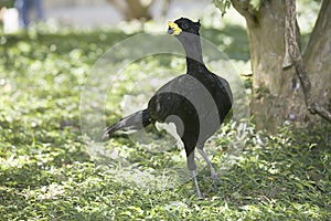 Bare-faced Curassow, Crax fasciolata