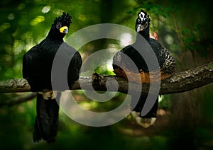 Bare-faced Curassow, Crax fasciolata, big black bird with yellew bill in the nature habitat, Barranco Alto, Pantanal, Brazil. Pair