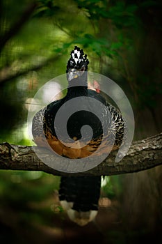 Bare-faced Curassow, Crax fasciolata, big black bird with yellow bill in the nature habitat, Barranco Alto, Pantanal, Brazil. Wild