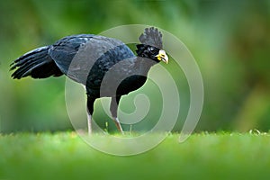 Bare-faced Curassow, Crax fasciolata, big black bird with yellow bill in the nature habitat, Costa Rica. Wildlife scene from tropi