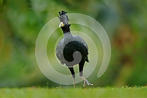 Bare-faced Curassow, Crax fasciolata, big black bird with yellow bill in the nature habitat, Costa Rica. Wildlife scene from tropi