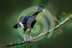 Bare-faced Curassow, Crax fasciolata, big black bird with yellow bill in the nature habitat, Costa Rica. Wildlife scene from tropi