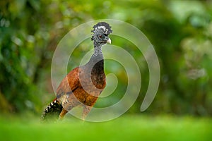 Bare-faced Curassow, Crax fasciolata, big black bird with yellow bill in the nature habitat, Costa Rica. Wildlife scene from tropi photo