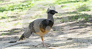 Bare-faced Curassow (Crax fasciolata) in Brazil