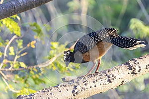 Bare-faced Curassow (Crax fasciolata) in Brazil