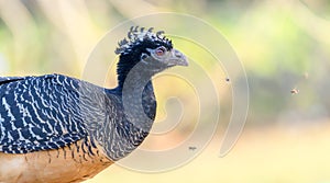 Bare-faced Curassow (Crax fasciolata) in Brazil