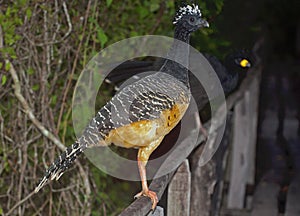 Bare-faced Curassow photo