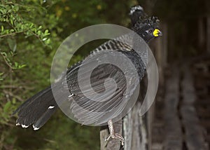 Bare-faced Curassow photo