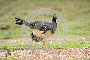 Bare-faced Curassow female (Crax fasciolata)