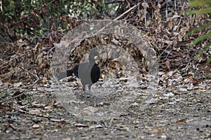 Bare faced Curassow, in a jungle environment,