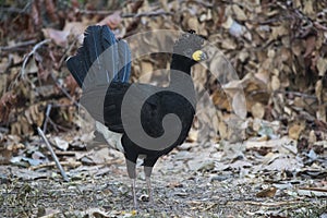 Bare faced Curassow, in a jungle environment,