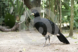 Bare-faced cusassow, Crax fasciolata