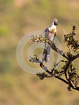 The Bare-faced Go-away Bird