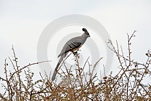 Bare-faced Go-away-bird