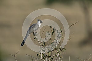 Bare faced go away bird, Corythaixoides personata