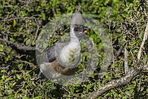 Bare-faced Go-away Bird Eating